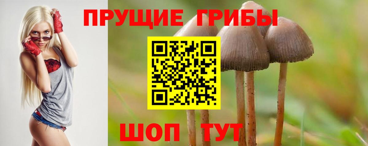 Псилоцибиновые грибы Psilocybe Лосино-Петровский